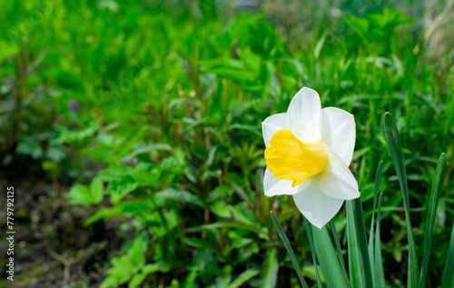 Daffodil growing on the flower bed in the garden. Spring flowers. Copy space