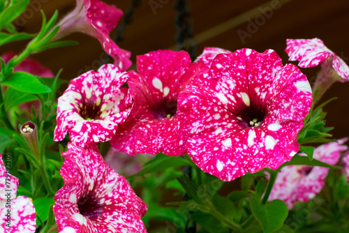 Pink galaxy petunia flowers with spots in a hanging planter outside the country house