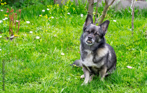 Mixed breed dog with an underbite in the garden. Canine malocclusion