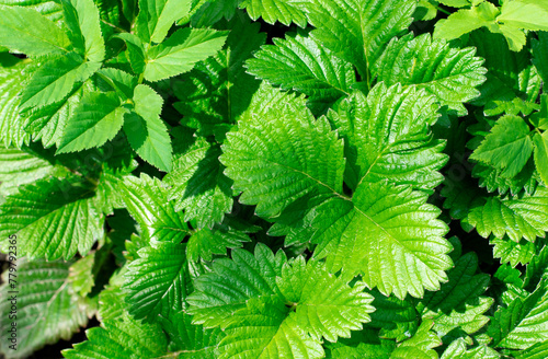 Green leaves of strawberry plant. Natural agricultural background