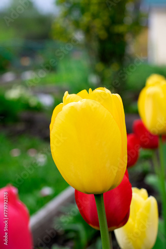 Yellow tulip on flower bed with other flowers in the garden