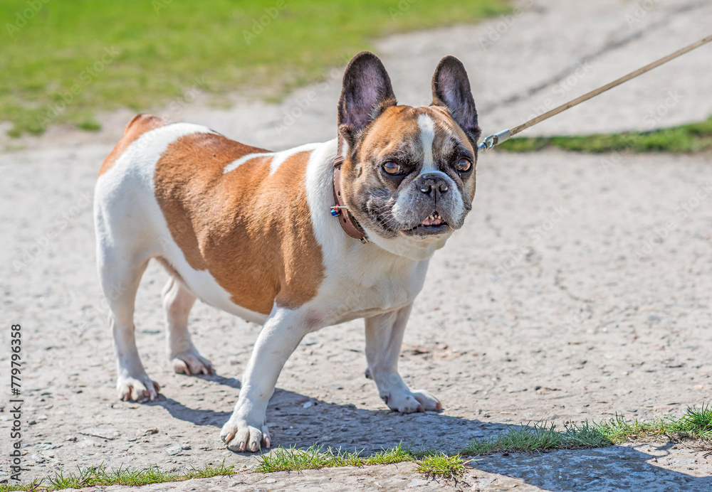 Fototapeta premium French bulldogs playing at city park. Dog is best human friend. Pet lifestyle