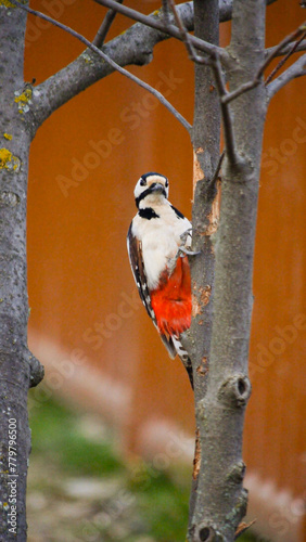 woodpecker looking at the camera from the front clinging to the trunk of a tree