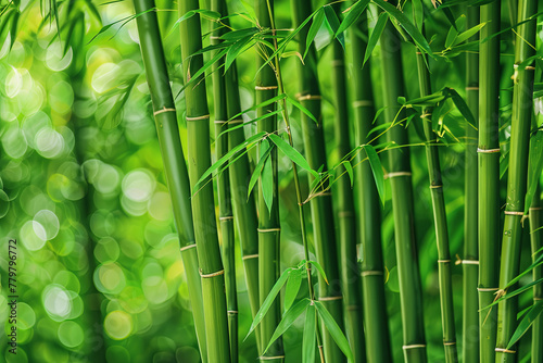 a close up of a bamboo plant with lots of green leaves