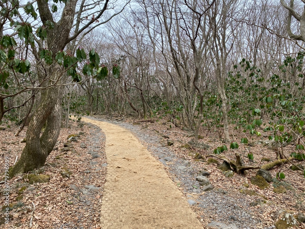 숲으로 가는 길