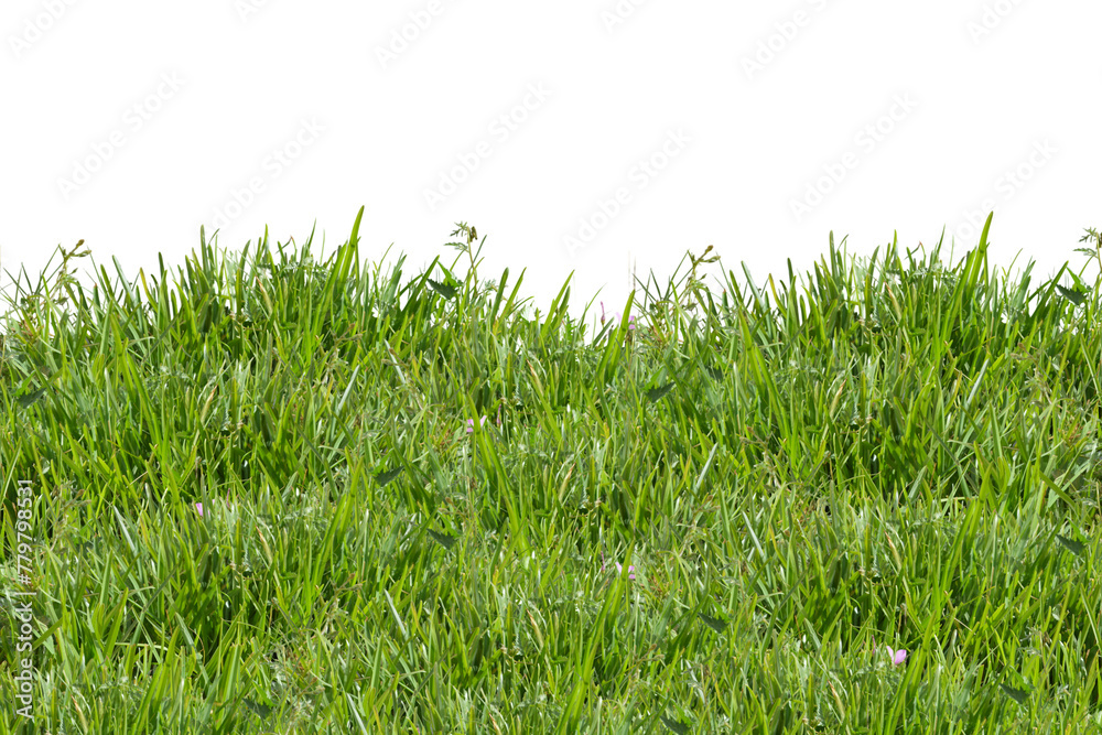 Obraz premium Green grass isolated on white. Fresh green grass isolated against a transparent background. ecology freshness field lawn. Natural spring summer design elements