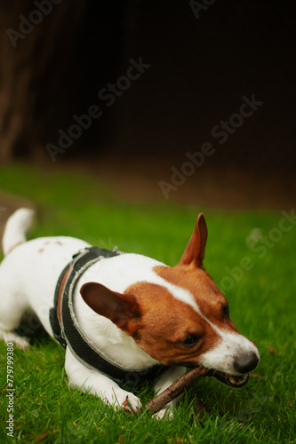 Fototapeta Naklejka Na Ścianę i Meble -  Jack Russell terrier dog 