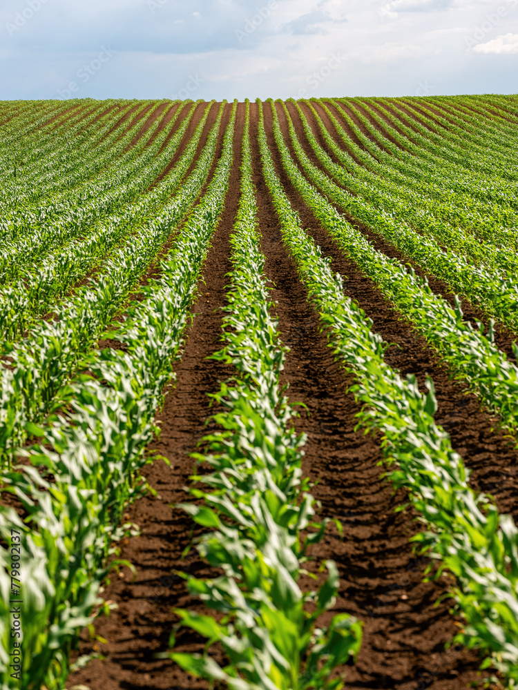 Seamless rows of young corn plants growing in a vast, vibrant green agricultural field Seamless rows of young corn plants growing in a vast, vibrant green agricultural field