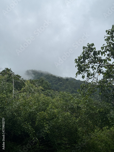 A mountain covered in trees and fog