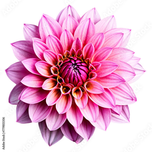 Close-up of a stunning pink dahlia flower with detailed petals isolated transparent background
