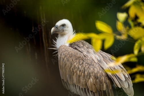 griffon vulture close-up portrait on blurred background in wild nature among blurred leaves © illustrissima