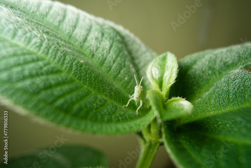 Small green grasshopper of the species schistocerca nitens aegyptium. photo