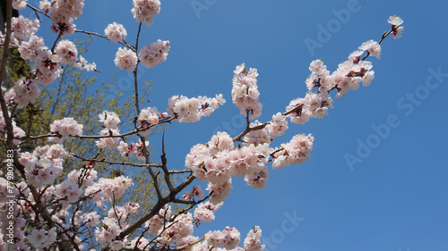 Spring flowering apricot fruit tree. White spring flowers