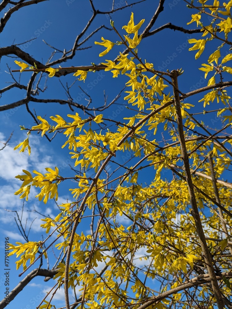 autumn leaves against sky