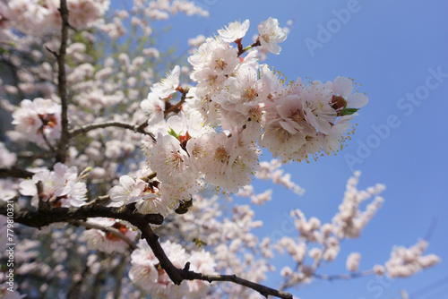 Blooming apricot branch on a blue sky background. White spring flowers