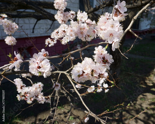 Spring flowering apricot fruit tree. White spring flowers