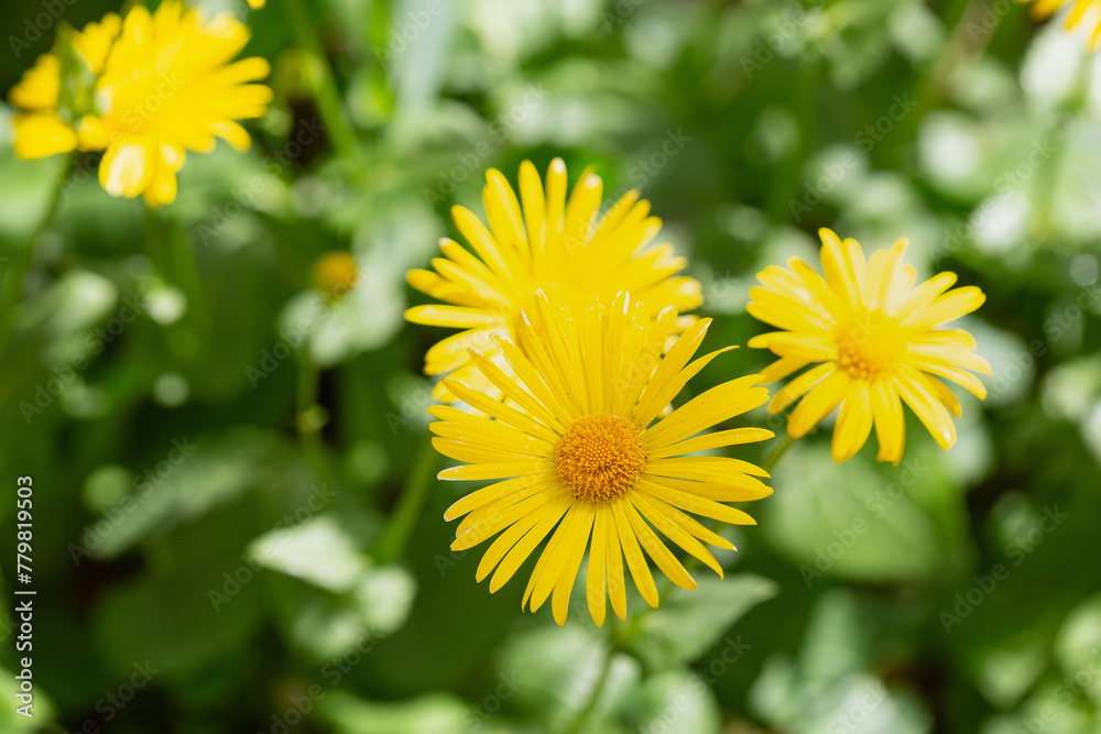 Vibrant yellow daisies blooming in lush greenery Vibrant yellow daisies blooming in lush greenery