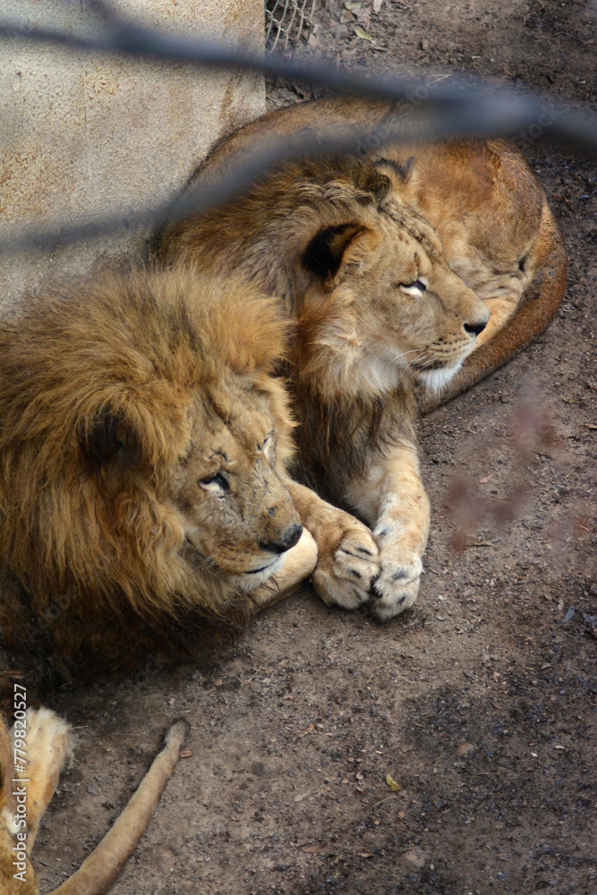 動物園のライオン 動物園のライオン