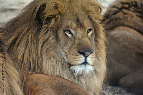 Fototapeta Naklejka Na Ścianę i Meble -  動物園のライオン