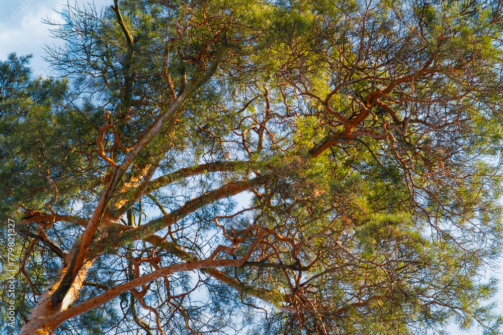 Fototapeta premium General plan of the top of a pine tree with branches and needles against the sky. Summer background with evergreen tree. Template for a cover on the theme of ecology and nature conservation.