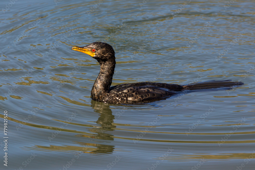 A Reed Cormorant, Microcarbo africanus, swimming in a small birding lake in the Witwatersrand Botanical Gardens, South Africa, with its red eye clearly visible A Reed Cormorant, Microcarbo africanus, swimming in a small birding lake in the Witwatersrand Botanical Gardens, South Africa, with its red eye clearly visible