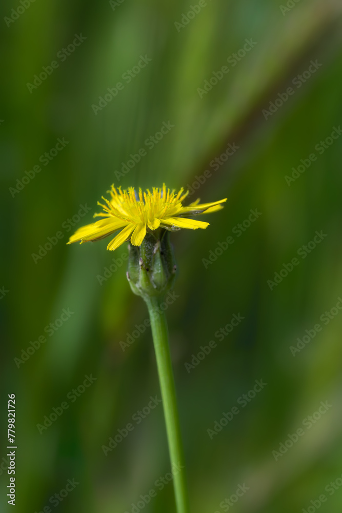meadow flower in the morning light meadow flower in the morning light