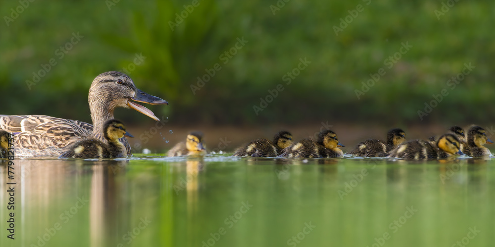 ducklings swimming in a pond in the morning light ducklings swimming in a pond in the morning light