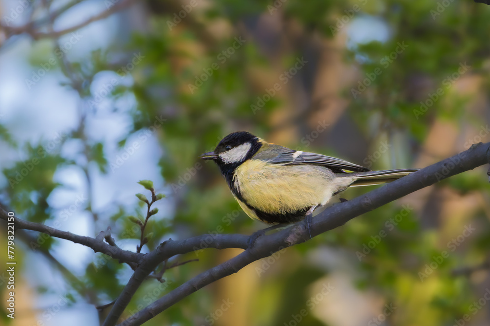 Naklejka premium Great Tit perched on a tree branch in the morning light