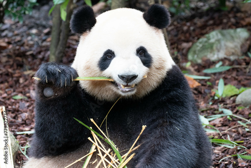 Fototapeta Naklejka Na Ścianę i Meble -  Female Panda , Mei Lan aka Rou Rou, Panda Valley, Dujiangyan, China