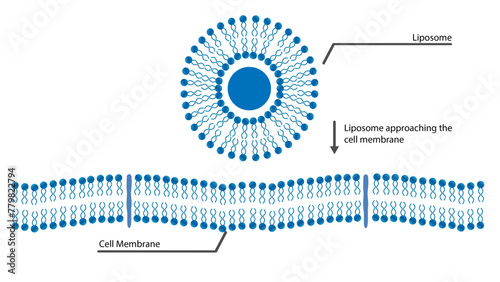 Liposomal delivers nutrients to cells, Liposomal - approaching cell membrane photo