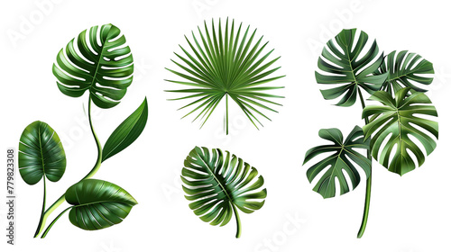 Exotic plants collection featuring palm leaves and monstera  isolated on white. Watercolor vector illustrations perfect for botanical designs  top view flat lay  vibrant digital art with transparent b