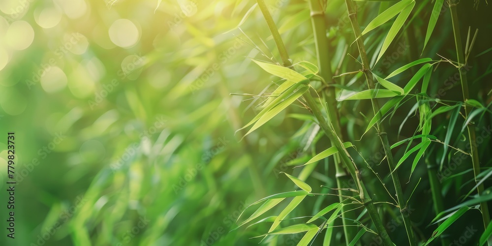 Fototapeta premium A lush green field of bamboo with a bright sun shining on it. The bamboo is tall and green, and the sun is casting a warm glow on the scene