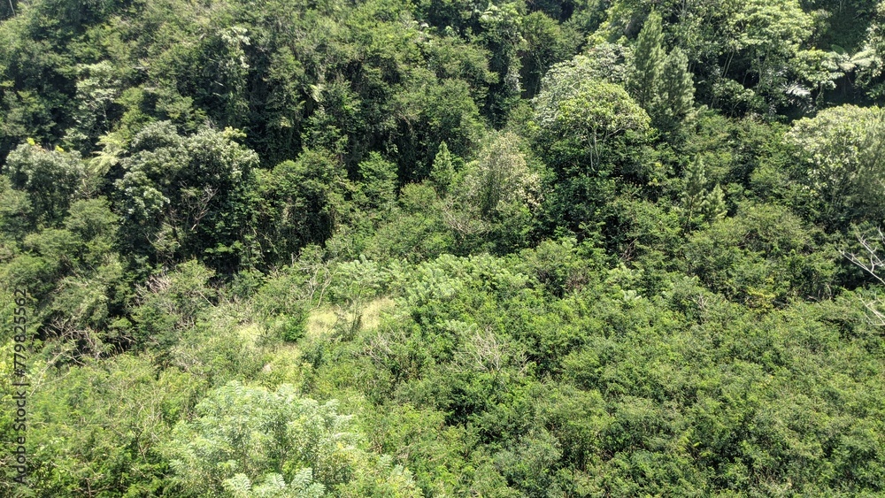View of the Kalikuning river filled with trees and bushes. The Kalikuning River is one of the routes of hot clouds and cold lava when Mount Merapi erupts.