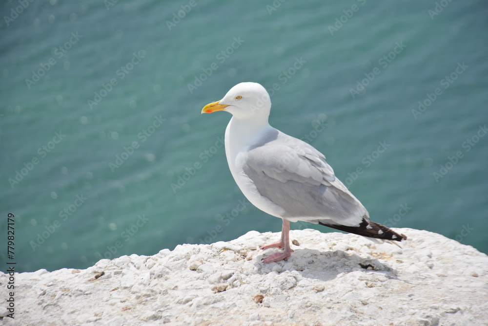 seagull on the beach in Brighton 