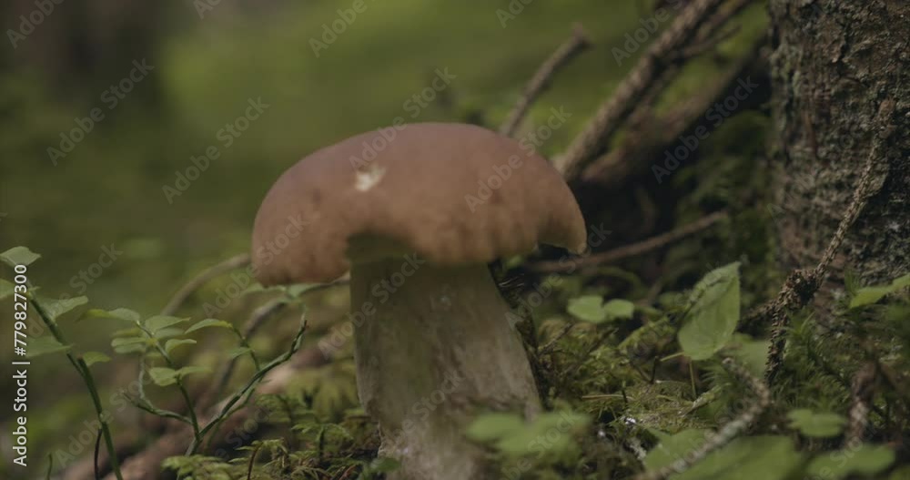 Champignon Bolet Champignon Bolet