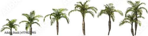 babypalms hq arch viz cutout palmtree plants