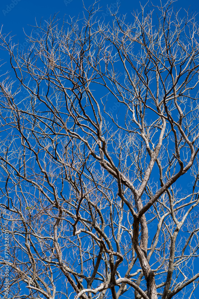 Obraz premium Bare Branches on a Tree in Winter with Clear Blue Sky Above.