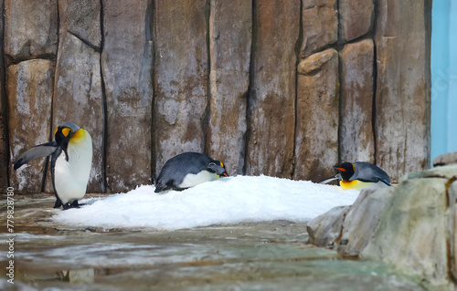 King Penguins standing and laying on snowy rock face showing tail feathers and big feet