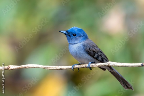 Blue birds are beautiful in nature Blue birds are beautiful in nature. © sakda