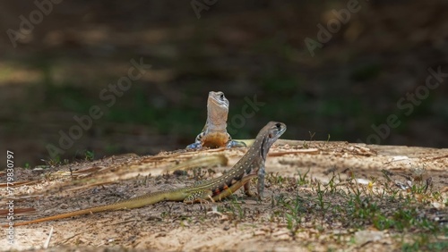 a lizard is standing on the ground Leiolepis belliana Butterfly Lizard. photo