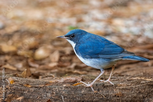 Birds that are blue in nature are beautiful Siberian Blue Robin photo