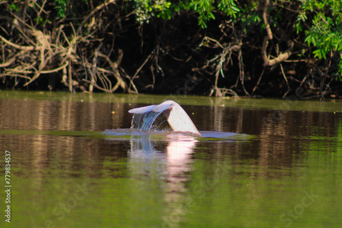 Delfín rosado photo