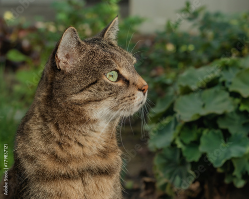 Tabby cat with bright green eyes sitting among plants in a herb garden