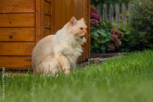 Fluffy cat sitting in front of a garden shed, lifiting his paw and licking his mouth