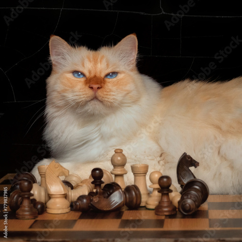 Cat sitting on a chess board and causing chaos among the chess pieces