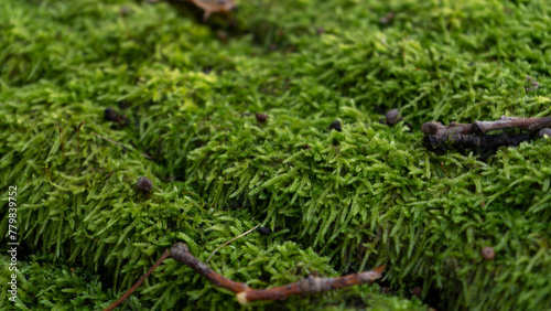 green moss
