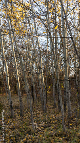 birch trees