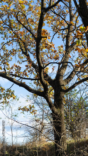 tree