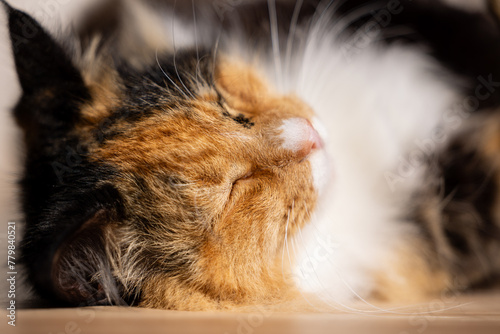 Close up face of sleeping cat, relaxed in warm afternoon sun photo