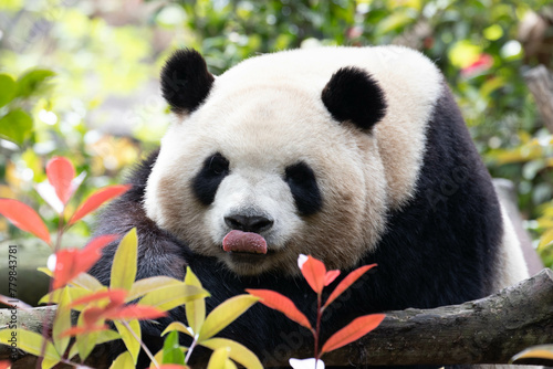 Fototapeta Naklejka Na Ścianę i Meble -  Close up Sweet Female Panda, Mei Lan aka Rou Rou